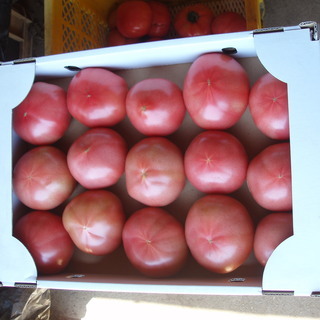 農家こだわりのトマト大特売です。