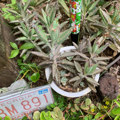 多肉植物 不死鳥 カランコエ 根付き抜き苗 みんみん 三ツ境の生活雑貨の中古あげます 譲ります ジモティーで不用品の処分