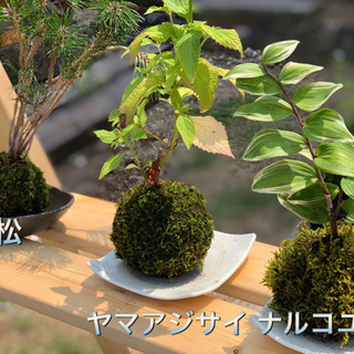 🌲ガーデニングブーム再来🌲　🌿植物の販売🌿 - 長崎市