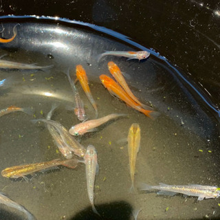 静岡県の中古ミジンコが無料 格安で買える ジモティー