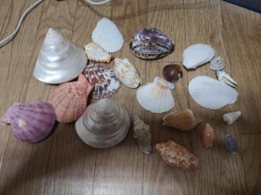 沖縄 貝殻セット ごん 鷹の台のその他の中古あげます 譲ります ジモティーで不用品の処分