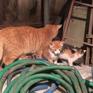 里親募集 子猫 ４匹 届け出済み - 里親募集