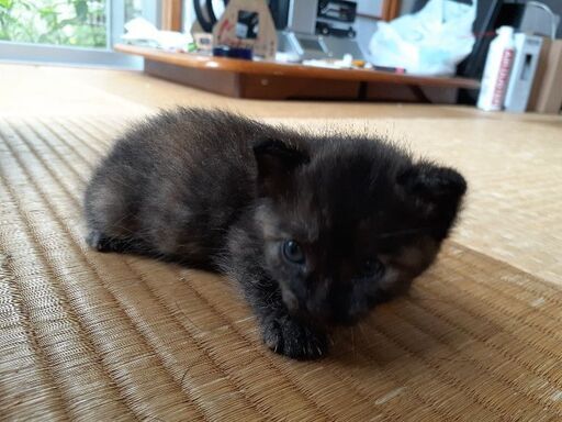 生後３週間 4週間の子猫2匹 Cleo 宜野湾の猫の里親募集 ジモティー