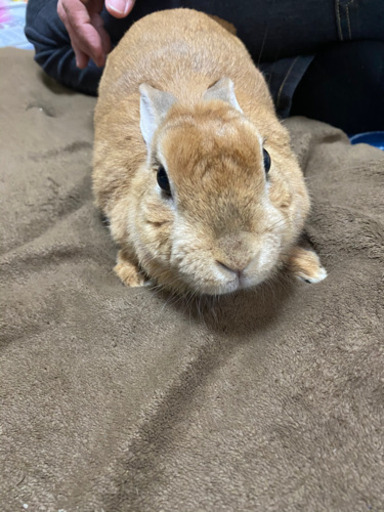 ウサギのくるみちゃんです どなたかもらって下さい Katu 氏家のその他の里親募集 ジモティー