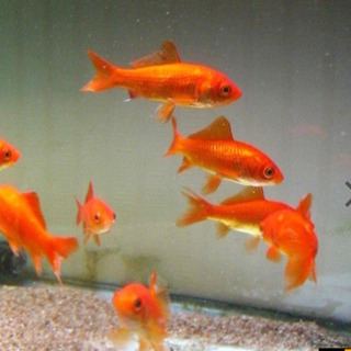 赤金魚　体長１０センチ位