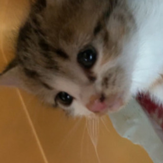 生後1ヶ月くらいの野良猫ちゃん − 富山県