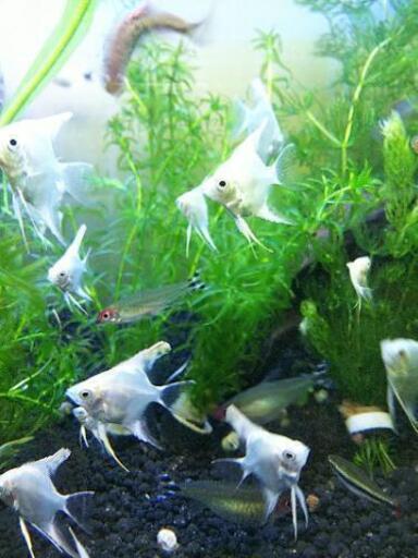 熱帯魚 プラチナホワイトエンゼルフィッシュ 幼魚1 3cmサイズ10匹 Aqua 三鷹のその他の中古あげます 譲ります ジモティーで不用品の処分 熱帯魚 プラチナホワイトエンゼルフィッシュ 幼魚1 3cmサイズ10匹 Aqua 三鷹のその他の中古あげます 譲ります ジモティーで不用品の処分