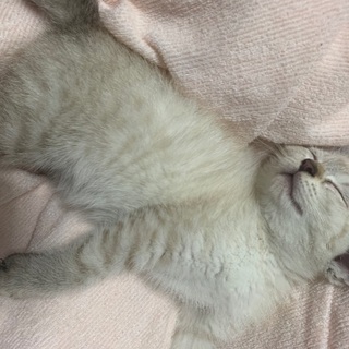生後2ヶ月位の子猫の里親さん募集 − 沖縄県