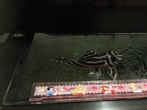 熱帯魚 希少 インペリアルゼブラプレコ