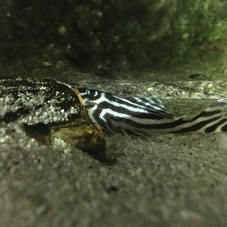 熱帯魚 希少 インペリアルゼブラプレコ