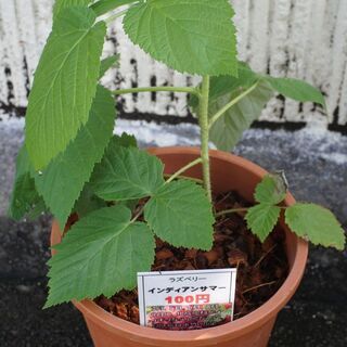 ラズベリーインディアンサマー苗木路上販売100円 Patrash 今伊勢のその他の中古あげます 譲ります ジモティーで不用品の処分 ラズベリーインディアンサマー苗木路上販売100円 Patrash 今伊勢のその他の中古あげます 譲ります ジモティーで不用品の処分