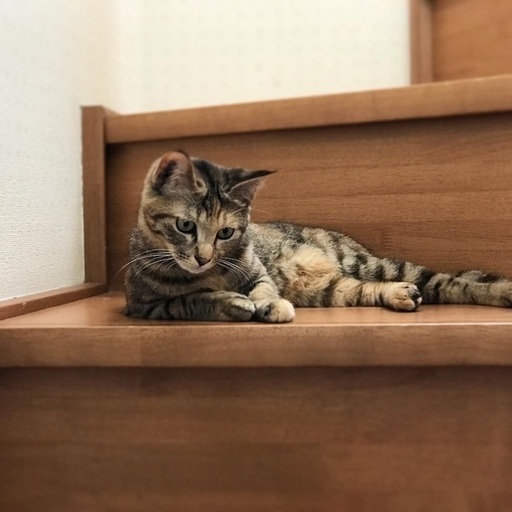 良く鳴く元気な9ヶ月のキジトラちゃん Fivキャリア Nekoneko19 竜舞の猫の里親募集 ジモティー 良く鳴く元気な9ヶ月のキジトラちゃん Fivキャリア Nekoneko19 竜舞の猫の里親募集 ジモティー