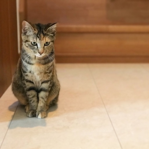 良く鳴く元気な9ヶ月のキジトラちゃん Fivキャリア Nekoneko19 竜舞の猫の里親募集 ジモティー