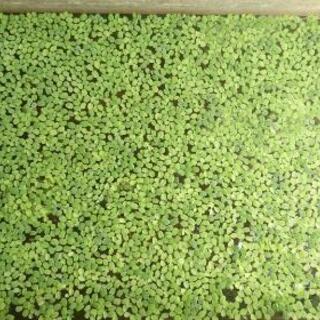 水草 いっぱい 浮き草 メダカ 金魚等に Himemama 帝塚山四丁目のその他の中古あげます 譲ります ジモティーで不用品の処分