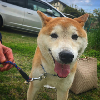 柴犬ジロー(オス・9才)　里親募集です！