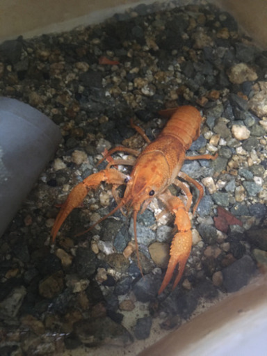 ザリガニ 稚ザリ ちゃけ 飾磨のその他の中古あげます 譲ります ジモティーで不用品の処分