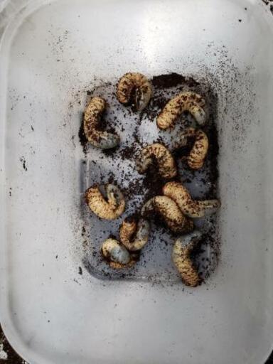 カブトムシ 幼虫のみ 30匹程 バラ売り可