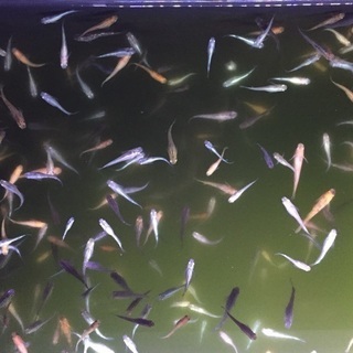 輝メダカ無料配布 50名限定 変異メダカ改良研究所 須ヶ口のその他の中古あげます 譲ります ジモティーで不用品の処分