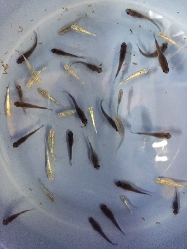 輝メダカ無料配布 50名限定 変異メダカ改良研究所 須ヶ口のその他の中古あげます 譲ります ジモティーで不用品の処分