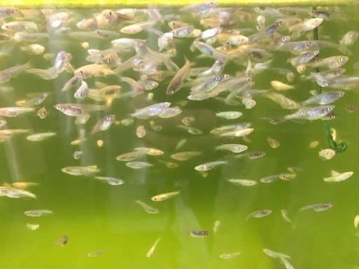 輝メダカ無料配布 50名限定 変異メダカ改良研究所 須ヶ口のその他の中古あげます 譲ります ジモティーで不用品の処分