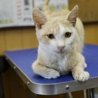 動物病院でご縁を待っています♡僕と家族になってください🍀