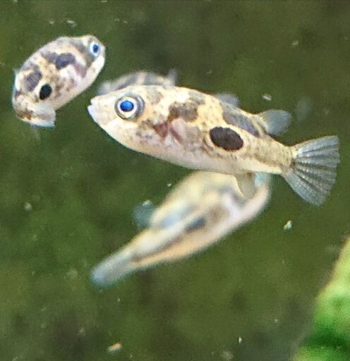 飼いやすい小さいフグ アベニーパファー アクアリウム 熱帯魚 ジモティーアクア 宮之阪のその他の中古あげます 譲ります ジモティーで不用品の処分