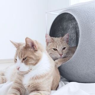 meyou キャットハウス