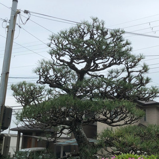 キャンペーン中！剪定、草刈り、伐採