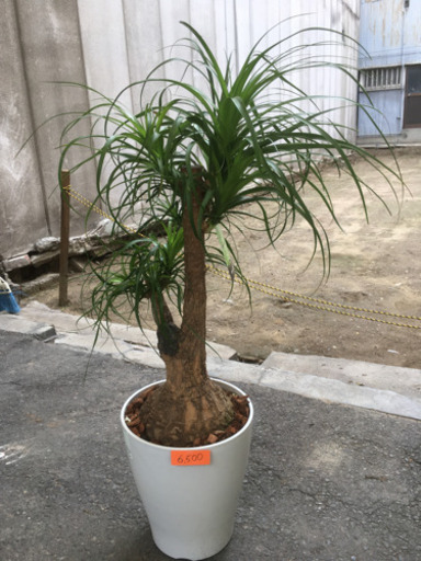 観葉植物　ポニーテール①