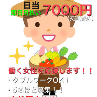 日当7000円！葉物野菜の収穫。