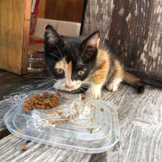 子猫を助けてあげたいのですが