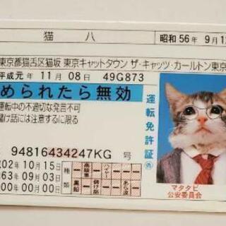 激レア‼️なめ猫免許証❗