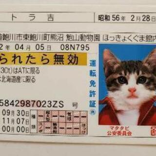 激レア‼️なめ猫の免許証❗