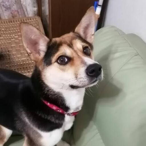 コーギー 柴犬 ミックス コーギー 柴犬 ミックス