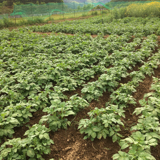 コロナ支援になれば幸いです。野菜🥔あげます。1週間以上日持ちします。