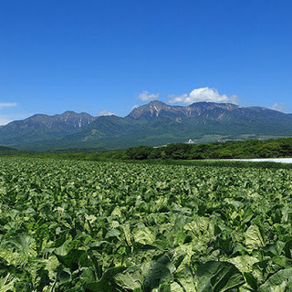 長野県でレタスの収穫作業を泊まり込みで手伝ってくださる方募集！