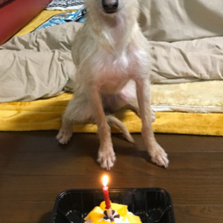 イタグレ&チワワのミックス犬1歳♀里親募集