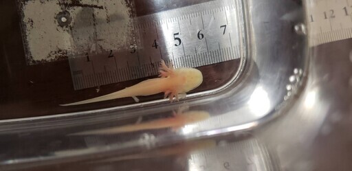 ウーパールーパー 差し上げます ゴールデンとアルビノのハーフ赤ちゃん ぽもす 郡山のその他の中古あげます 譲ります ジモティーで不用品の処分