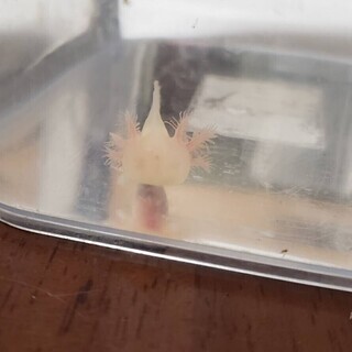 ウーパールーパー 差し上げます ゴールデンとアルビノのハーフ赤ちゃん ぽもす 郡山のその他の中古あげます 譲ります ジモティーで不用品の処分