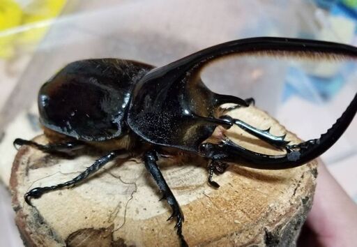 ネプチューンオオカブト幼虫10