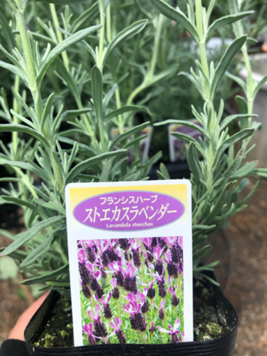 ラベンダー ストエカス エンジェルちゃん 河内松原のその他の中古あげます 譲ります ジモティーで不用品の処分