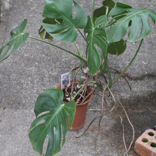 観葉植物　モンステラ　鉢植え　路上販売　200円　4鉢あります。　