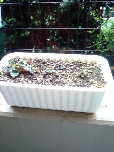 商談中 ガーデンシクラメン種で増えたので白い植木鉢のお値段でどうぞ 鮎 若葉のその他の中古あげます 譲ります ジモティーで不用品の処分