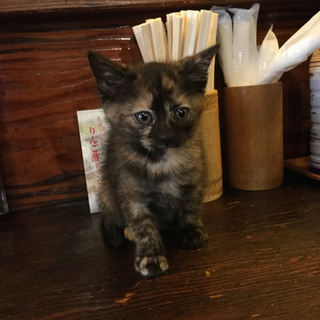 黒猫、サビ猫 − 長野県