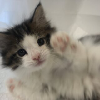 ノルウェージャンフォレストキャットハンディがある子猫アゴはネコ　...