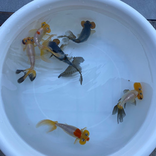 中古水泡が無料 格安で買える 5ページ目 ジモティー