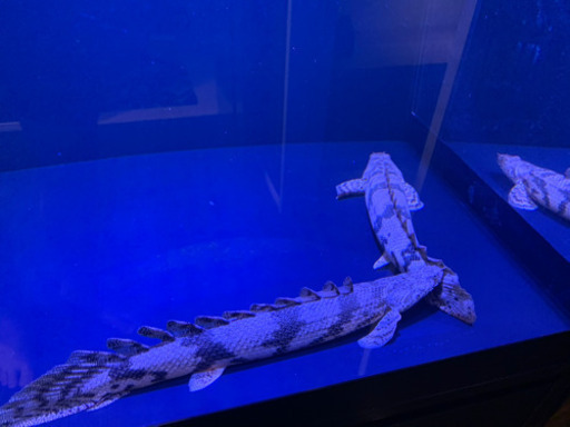 ポリプテルス　3匹　エンドリケリー2匹とその他1匹 ポリプテルス 3匹 エンドリケリー2匹とその他1匹