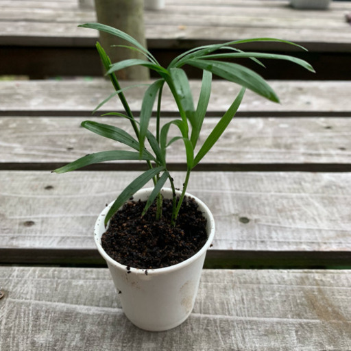 テーブルヤシ 観葉植物 植物苗 みんみん 三ツ境の生活雑貨の中古あげます 譲ります ジモティーで不用品の処分 テーブルヤシ 観葉植物 植物苗 みんみん 三ツ境の生活雑貨の中古あげます 譲ります ジモティーで不用品の処分