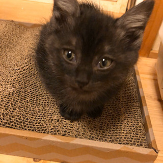 可愛い黒猫♀生後1ヶ月半