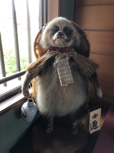 タヌキの剥製
